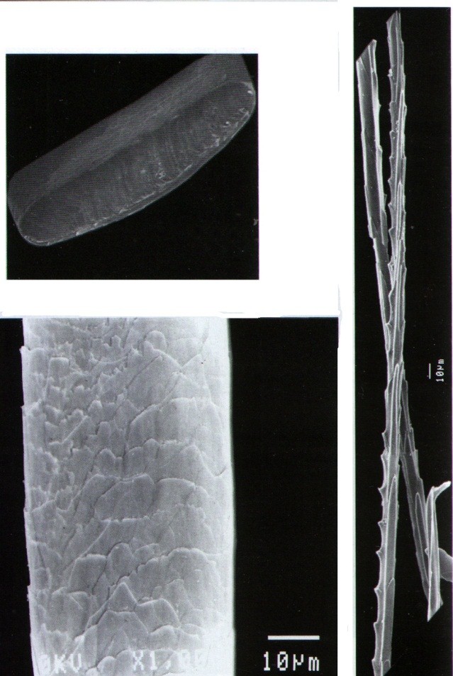 Волос