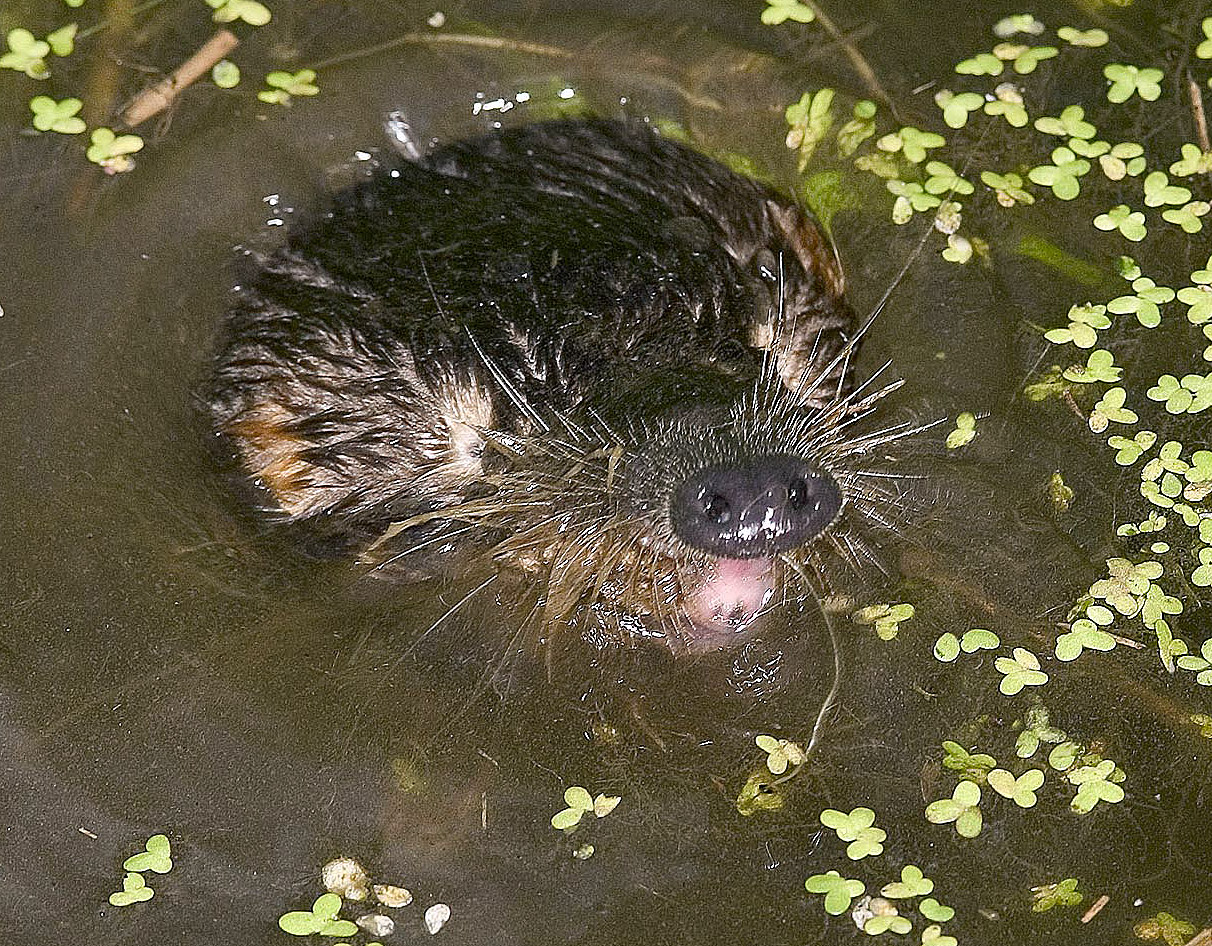 нос